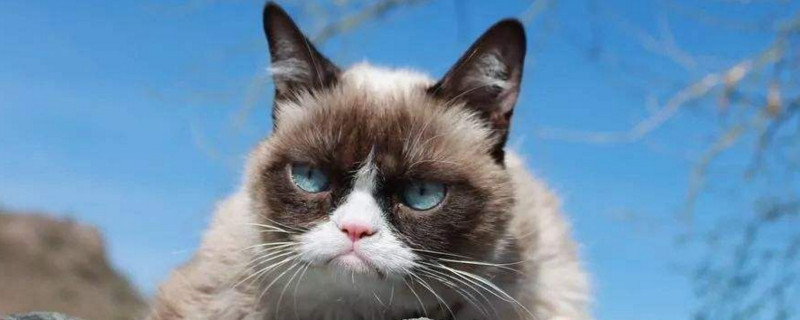 小猫脾气暴躁怎么调理