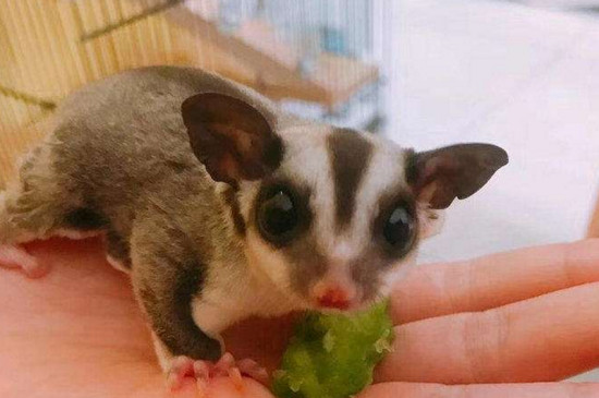 母蜜袋鼯鼠怀孕征兆