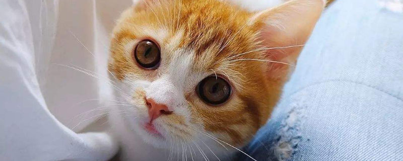 猫屈服的动作