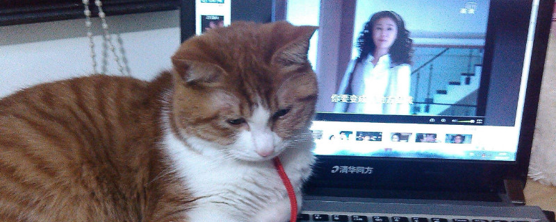 1年以上的猫会得猫瘟吗，成年猫的猫瘟的几率大么