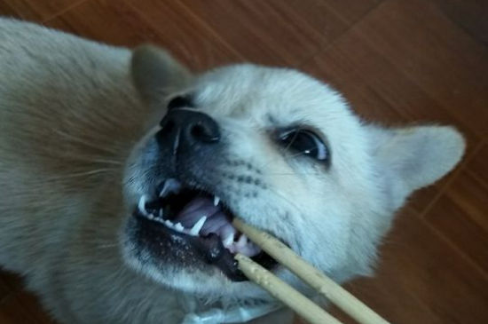 狗狗狂犬病潜伏期症状，狗狂犬病的前兆是什么样的