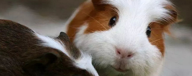荷兰猪一直吃会撑死么