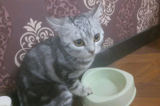 人用的眼药水猫能用吗