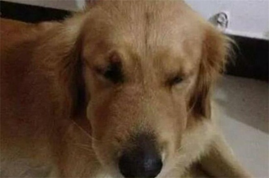 狗狗眼睛嘴巴周围肿了怎么办