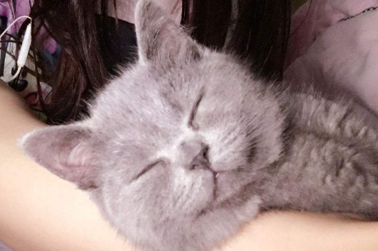 猫为什么喜欢睡床尾