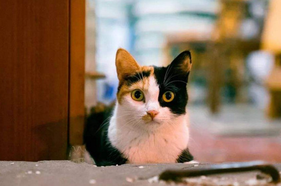 小猫为什么喜欢扑人