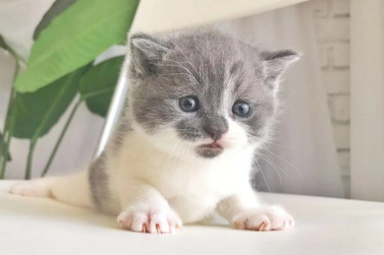 猫驱虫药多久吃一次