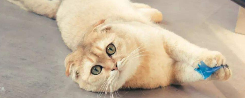 猫能吃山竹吗