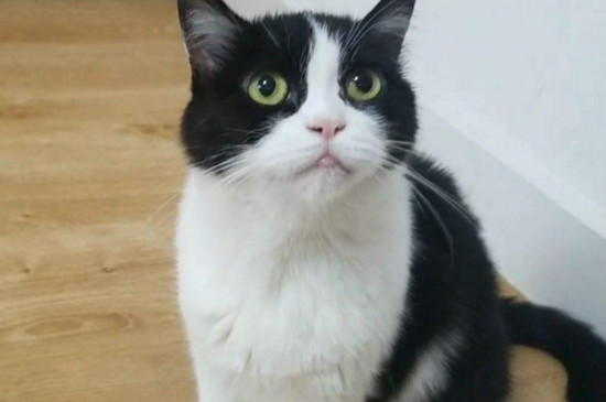 两只小猫打架怎么办