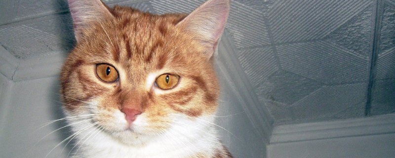 猫的肚子很大