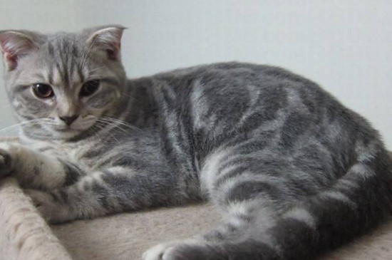 猫咪内脏出血的反应