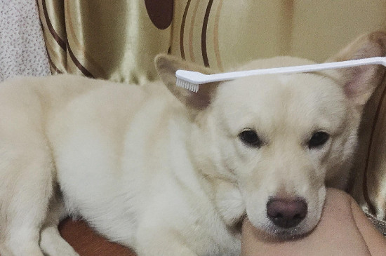 狗狗洗牙的好处与坏处