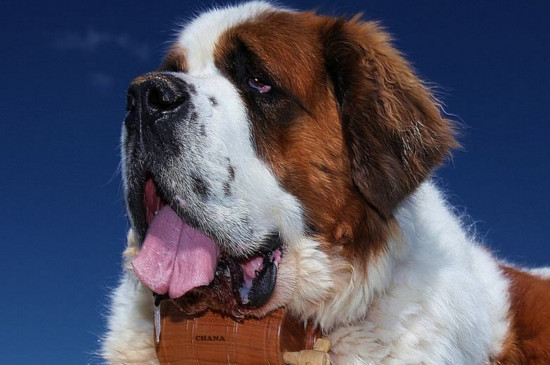 圣伯纳犬好还是金毛好，金毛更温顺体贴适合家养