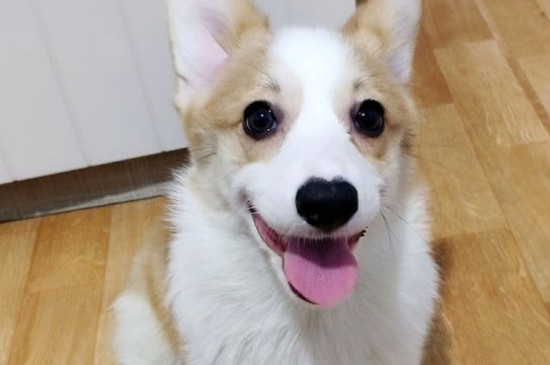 狗拉不出来大便一直叫