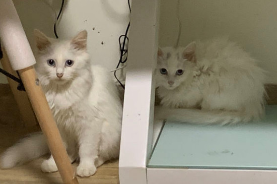 安哥拉猫怎么辨别
