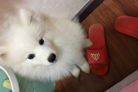 萨摩耶生气了怎么办