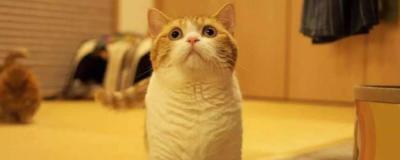 得了猫癣还能抱猫吗