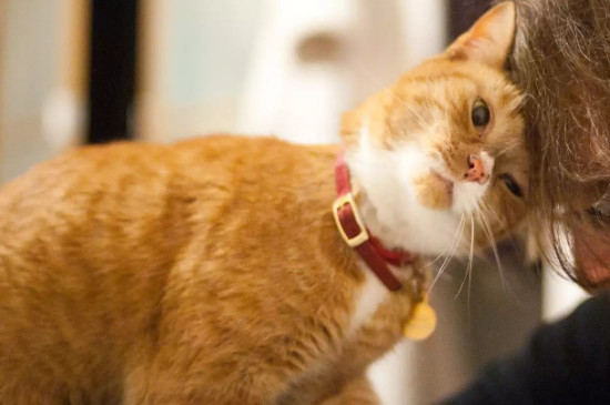 猫爱咬人怎么矫正