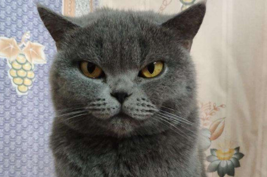 怎么领养猫