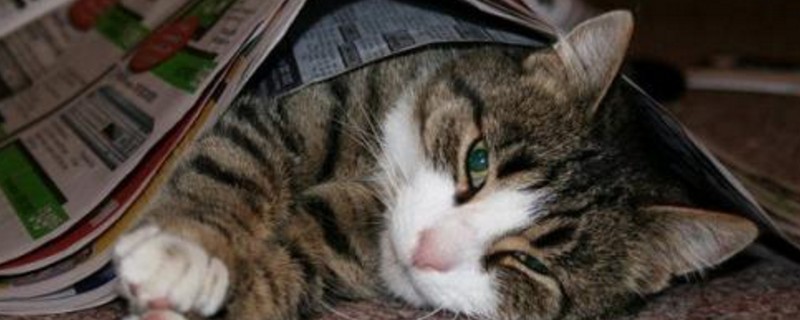 猫吐毛和哮喘区别