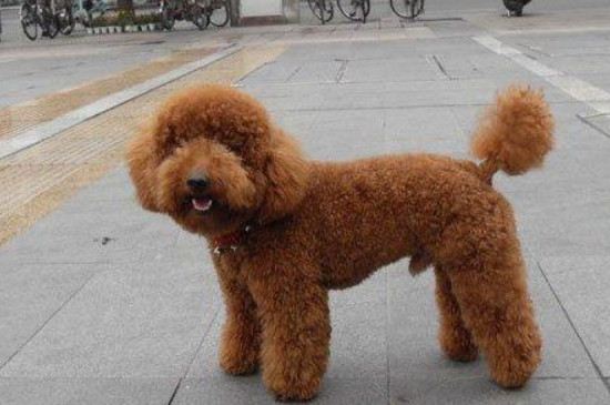 贵宾犬只认一个主人吗