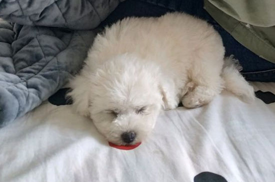 狗狗换牙期间食欲不好