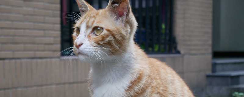 猫做完绝育后吐了