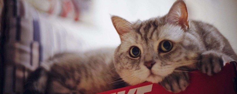 青口贝对猫的好处