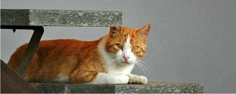猫癣怎样判断快痊愈了