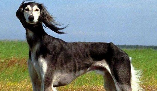 为什么养细犬的人少，长相怪异攻击性强还被禁养