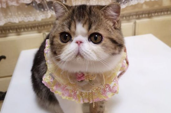 猫咪肚子圆鼓鼓的