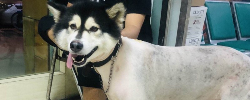 为什么说养阿拉斯加的人伤不起