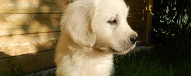 金毛幼犬打嗝怎么回事