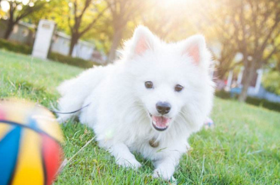 银狐犬能长多大