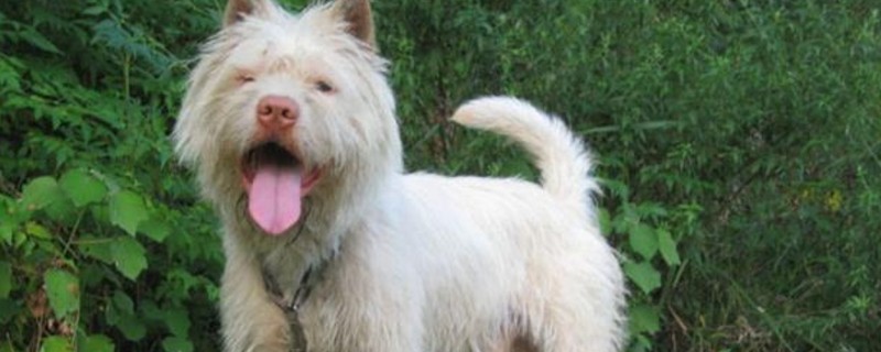 下司犬的缺点