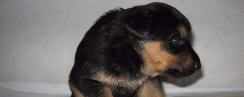 德牧幼犬食量表