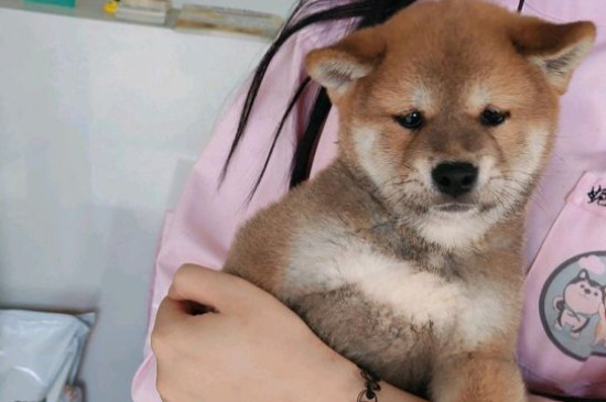狗子宫蓄脓吃什么药