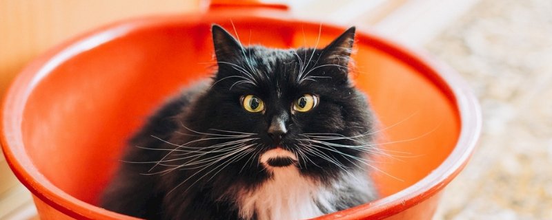 猫藓多久能好