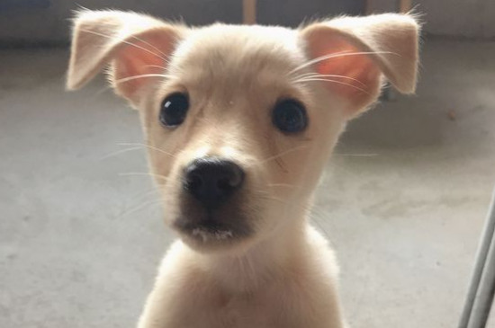 土狗一生会认几个主人