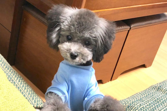 断尾狗为什么不能养