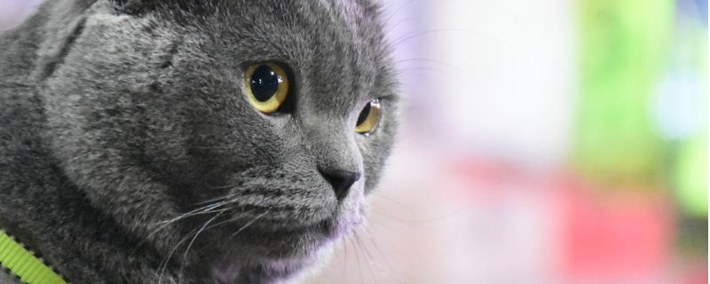 公猫尿频每次尿几滴
