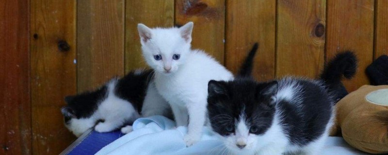 母猫死了小猫崽怎么办