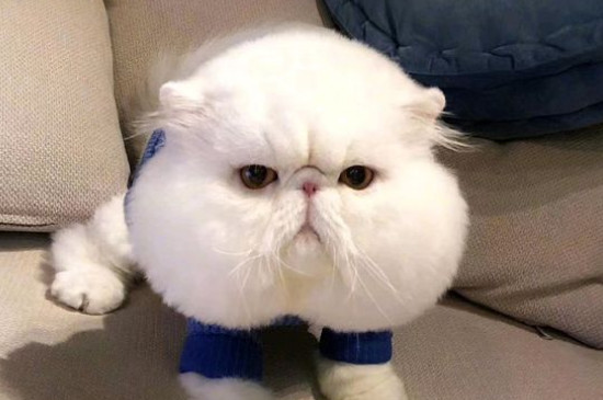 猫为什么不能随便送人
