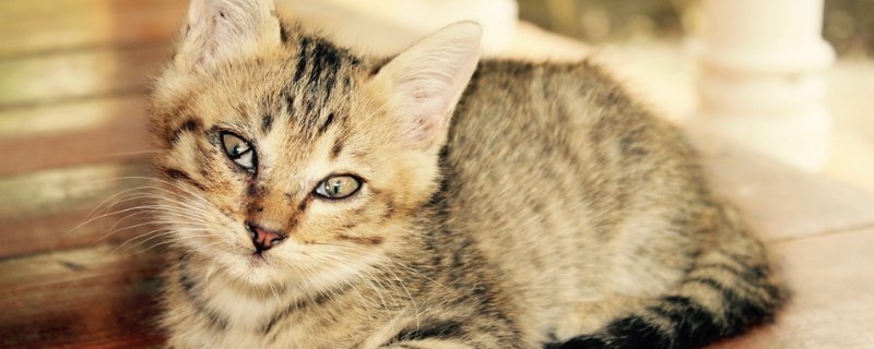 猫吃塑料袋是怎么回事