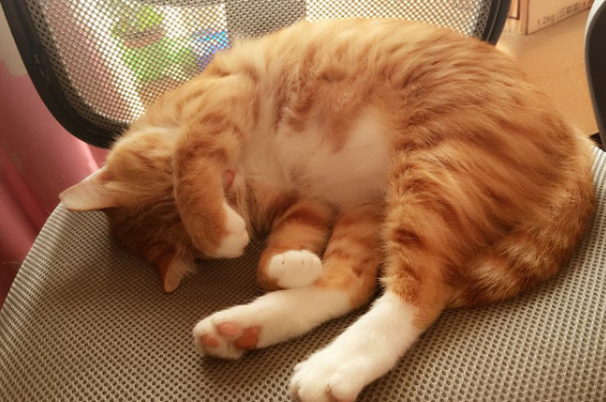 刚买的猫一直叫怎么办