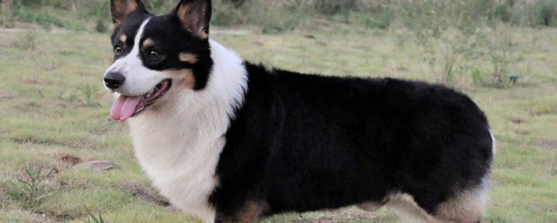 养柯基犬注意事项