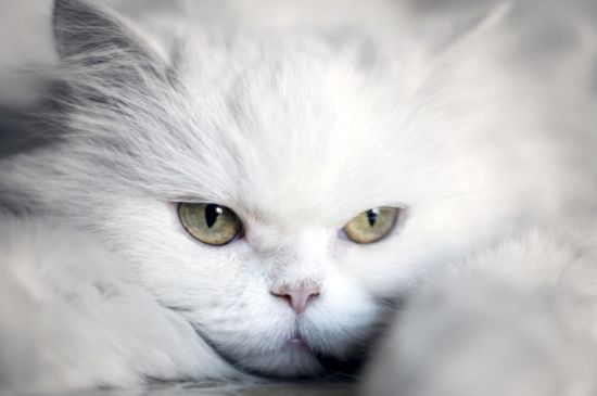 猫一直发出震动的声音