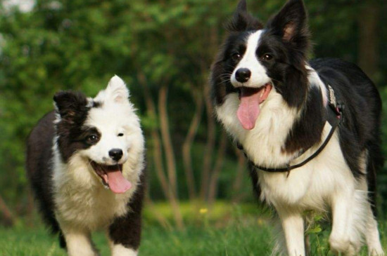 边境牧羊犬的寿命，能活13～14年喂养得当能延长寿命