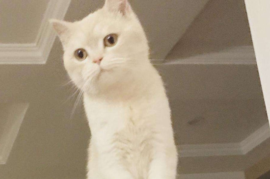 怎么判断公猫绝育不彻底