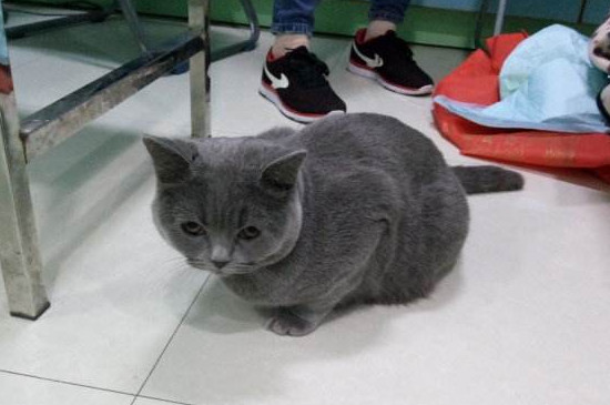 猫吐毛和哮喘区别